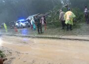 Bersama Warga dan Anggota Polres TTS, Babinsa Koramil 01/Kota So’E Evakuasi Pohon Tumbang.