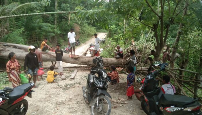 Motor Hancur Dihantam Pohon Tumbang, Tari Lolos Dari Maut