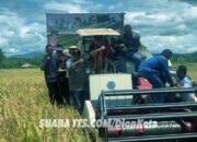 Pj Gubernur NTT dan Pj Bupati TTS Panen Padi Di Sawah Bena, Fokus Tingkatkan Hasil Panen