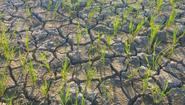 Ratusan Hektar Sawah Alami Kekeringan, Dinas Pertanian TTS Ajak Petani Kolaborasi Perbaiki Empangan 