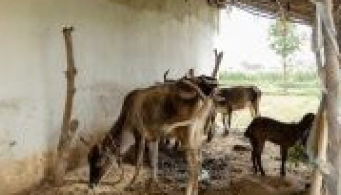 Perdes Penertiban Ternak Boti Tekan Konflik dan Lindungi Petani