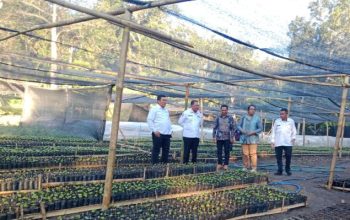 300 Ribu Bibit Kopi Gayo Siap Hijaukan TTS