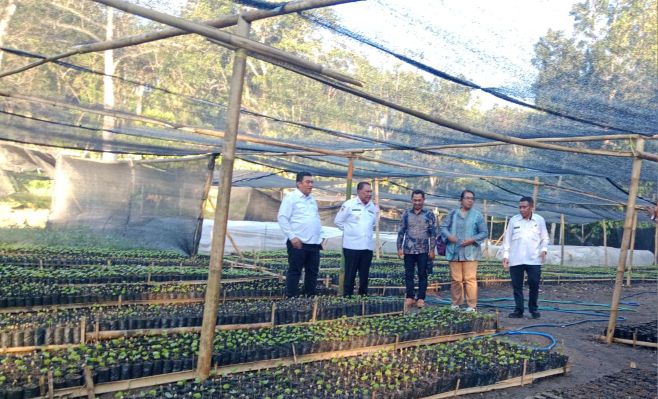 300 Ribu Bibit Kopi Gayo Siap Hijaukan TTS